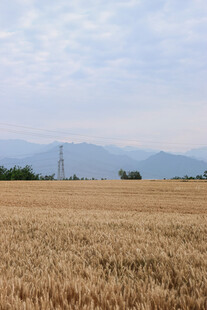 金黄麦野