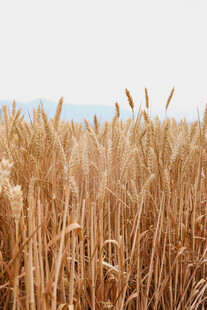 金黄麦田
