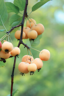 枝头累累的诱人小果实