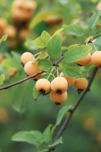 枝头黄果绿叶相映成趣