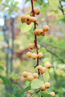 枝头挂着的小巧黄色果实