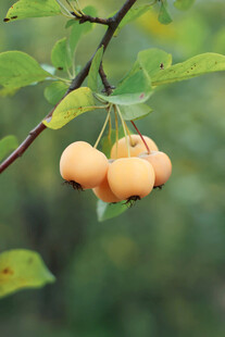 枝头挂着的圆润黄色果实