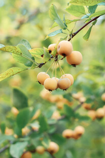 枝头累累的黄色小果实