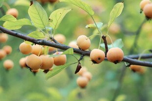 枝头挂满黄澄澄的小果实