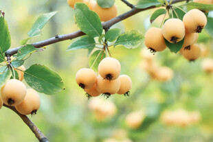 枝头挂着的黄澄澄果实