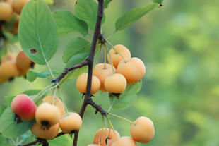 枝头黄果绿叶相映成趣