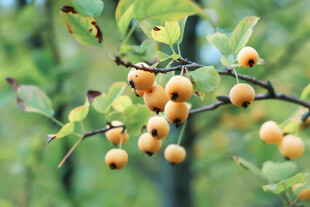 枝头黄果挂绿叶间