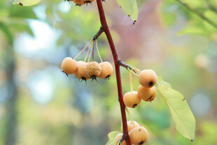 枝头黄果伴绿叶