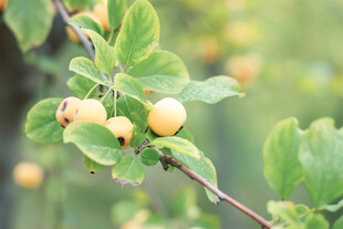 枝头黄果伴绿叶