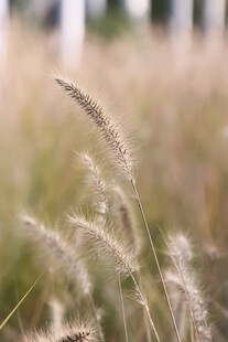 风中摇曳的狗尾草