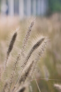 毛茸茸的狗尾巴草