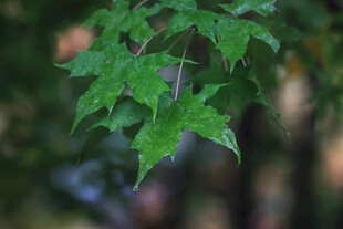翠绿枫叶