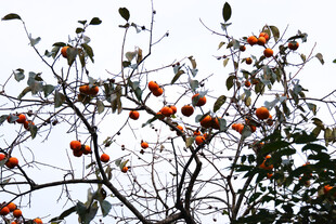 枝头累累柿子挂满秋意