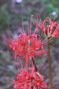 娇艳彼岸花绽放