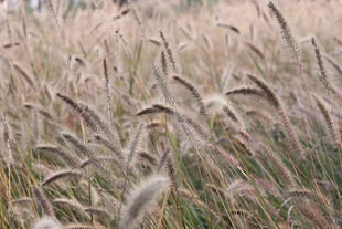 风中摇曳的金色狗尾草
