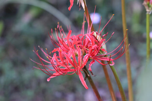 娇艳红色彼岸花绽放