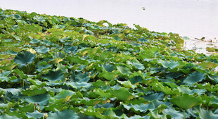 翠绿繁茂的植物景观