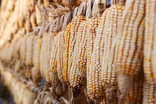 金黄玉米串