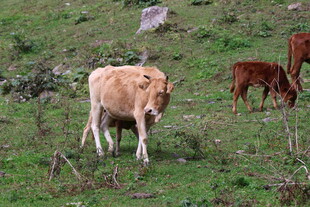 草原上悠闲的牛