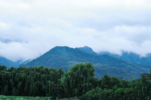 云雾缭绕的山林美景