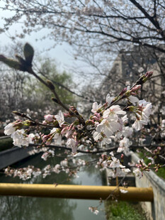 河畔盛开的烂漫樱花