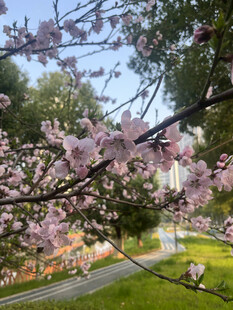 春日烂漫樱花绽放美景