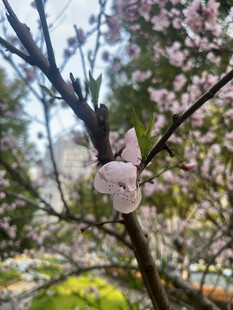 枝头绽放的粉嫩桃花
