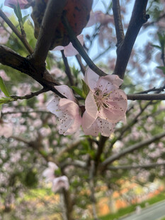 枝头绽放的粉嫩樱花