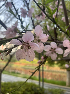 枝头绽放的粉嫩桃花