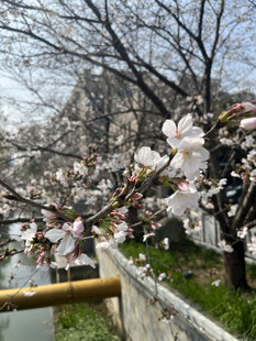 春日河畔盛开的烂漫樱花