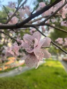 春日绽放的粉嫩樱花