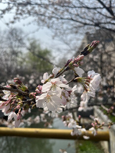 枝头绽放的美丽樱花