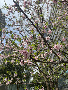 春日繁花盛开的美丽树木