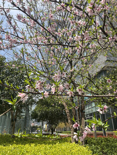 春日繁花盛开的庭院景观