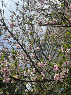 枝头绽放的粉嫩樱花