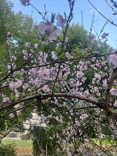 春日繁花盛放的烂漫樱花