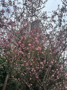 盛开的粉色繁花美景