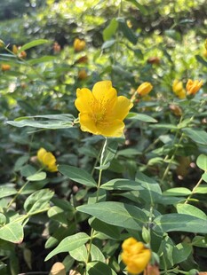 黄色小花绽放于绿叶间