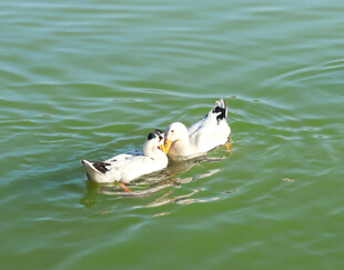 水中嬉戏的两只鸭子