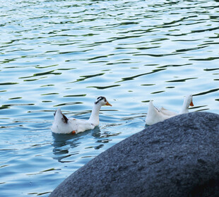 水中游弋的几只可爱鸭子