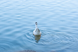水中游弋的可爱鸭子