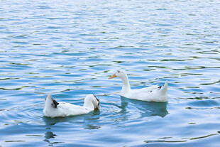 湖面上悠游的几只天鹅