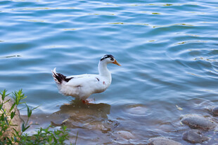 水边白鸭