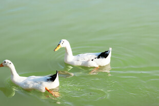水中双鸭悠游