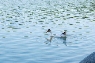 湖面上的两只游泳小鸟