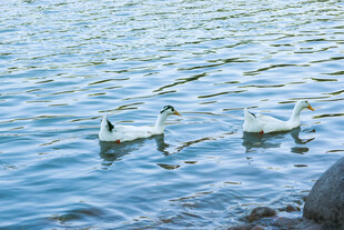 水面上的两只优雅天鹅