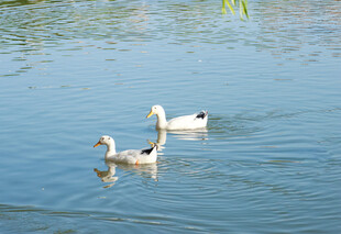 水中游弋的几只可爱鸭子