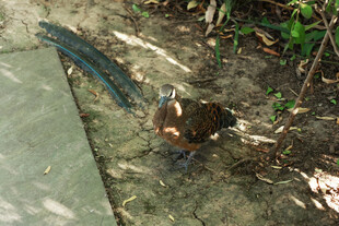 路边的漂亮孔雀