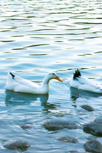 水中双鹅嬉戏图