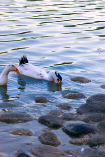 水中群鸭嬉戏于石旁